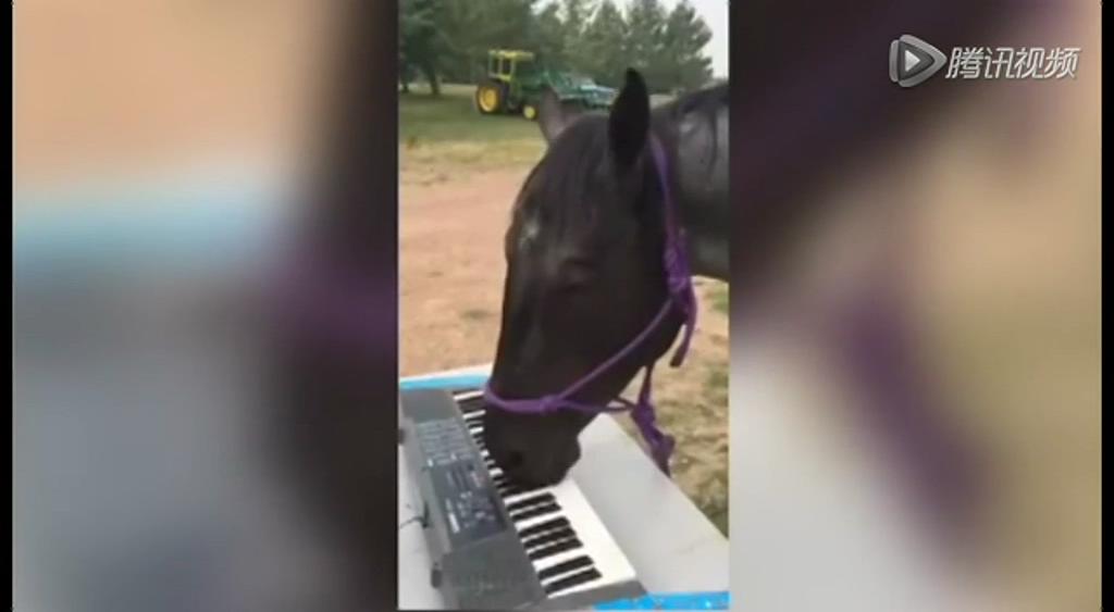 這只逆天的馬會(huì)彈琴！