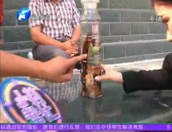 神奇！泡酒人參發(fā)芽長(zhǎng)樹葉