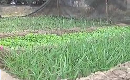 生態(tài)廊道變菜園 誰干的？