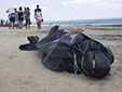 海洋環(huán)境惡化？巴西30鯨魚擱淺
