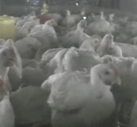 揭秘“速生雞”：40天長(zhǎng)5斤 白羽雞如此“速生”
