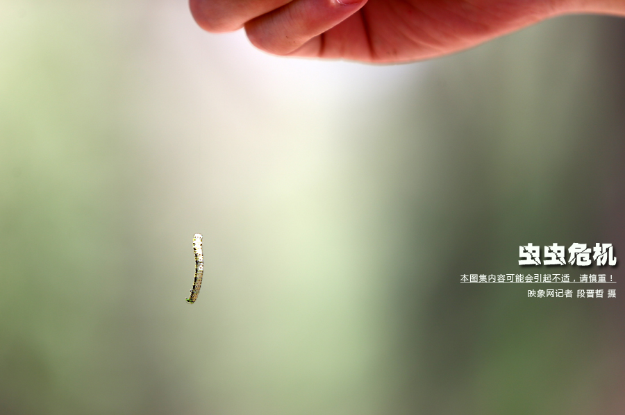 當(dāng)小蟲子從樹上垂絲而下懸在半空中時，給路上的行人帶來諸多不便