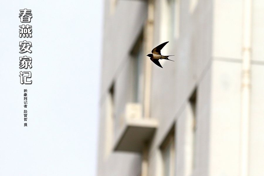 為了愛巢，每天奔波在樓宇間不斷努力