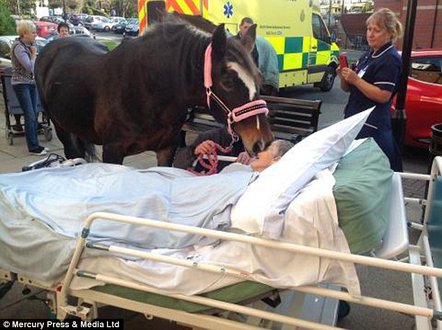 英國(guó)一老嫗臨終前與愛馬告別 場(chǎng)景感人