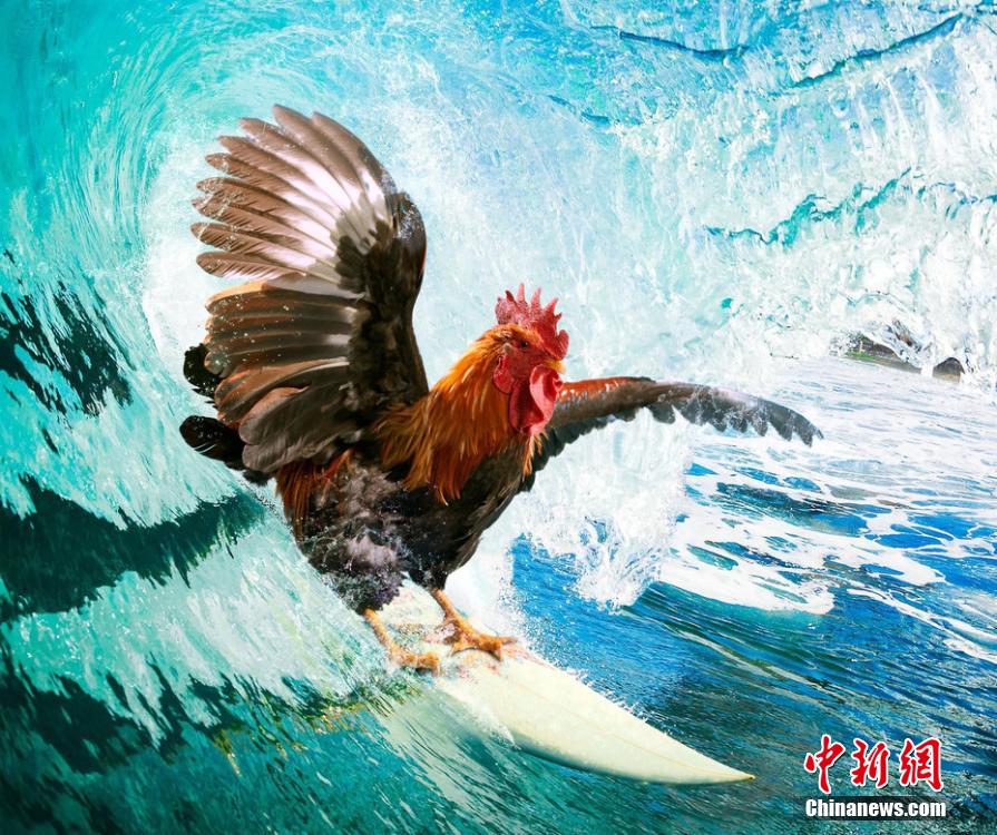 有趣！英國(guó)一公司推出公雞日歷